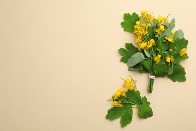 Celandine with beautiful yellow flowers on beige background, flat lay. Space for text