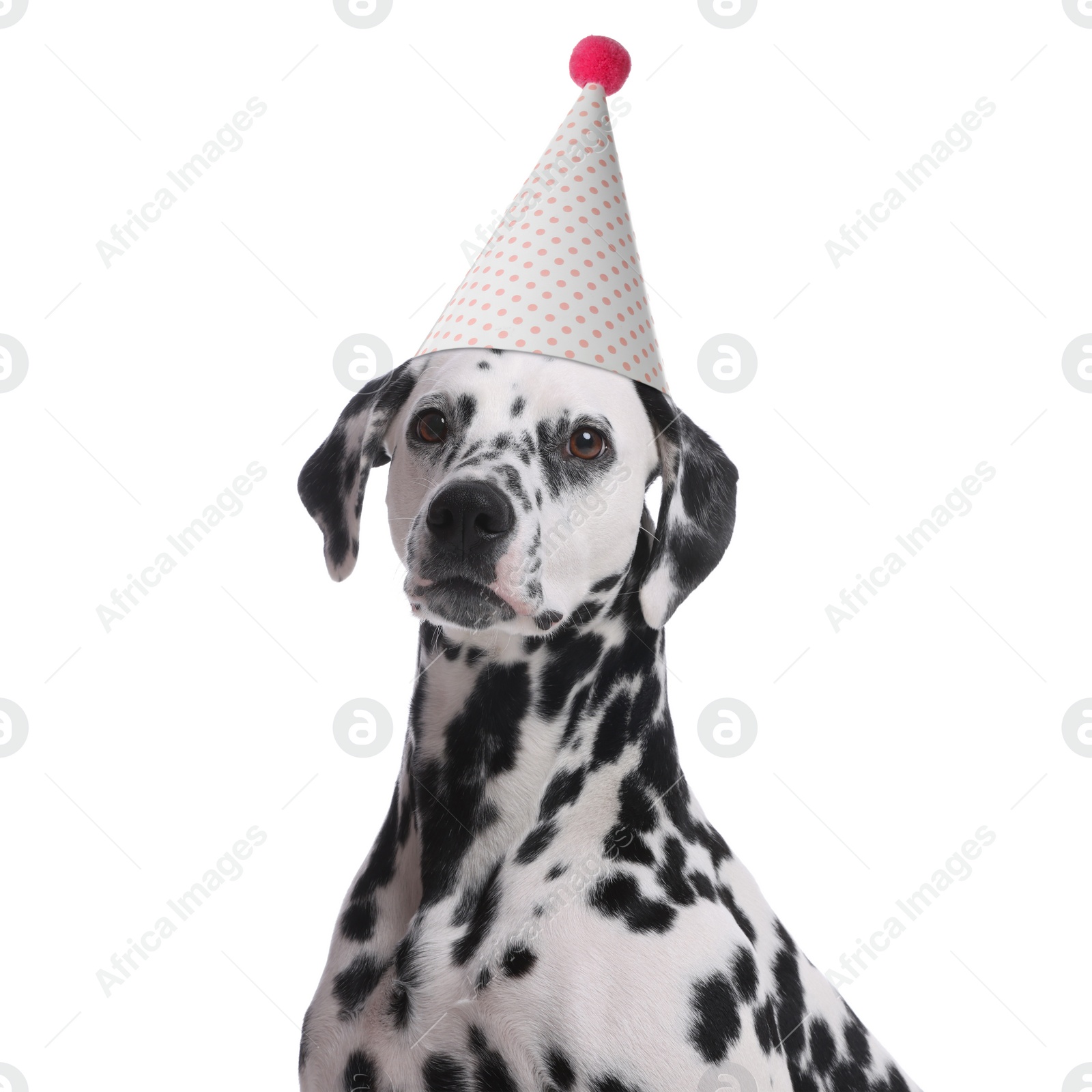 Image of Cute Dalmatian dog with party hat on white background