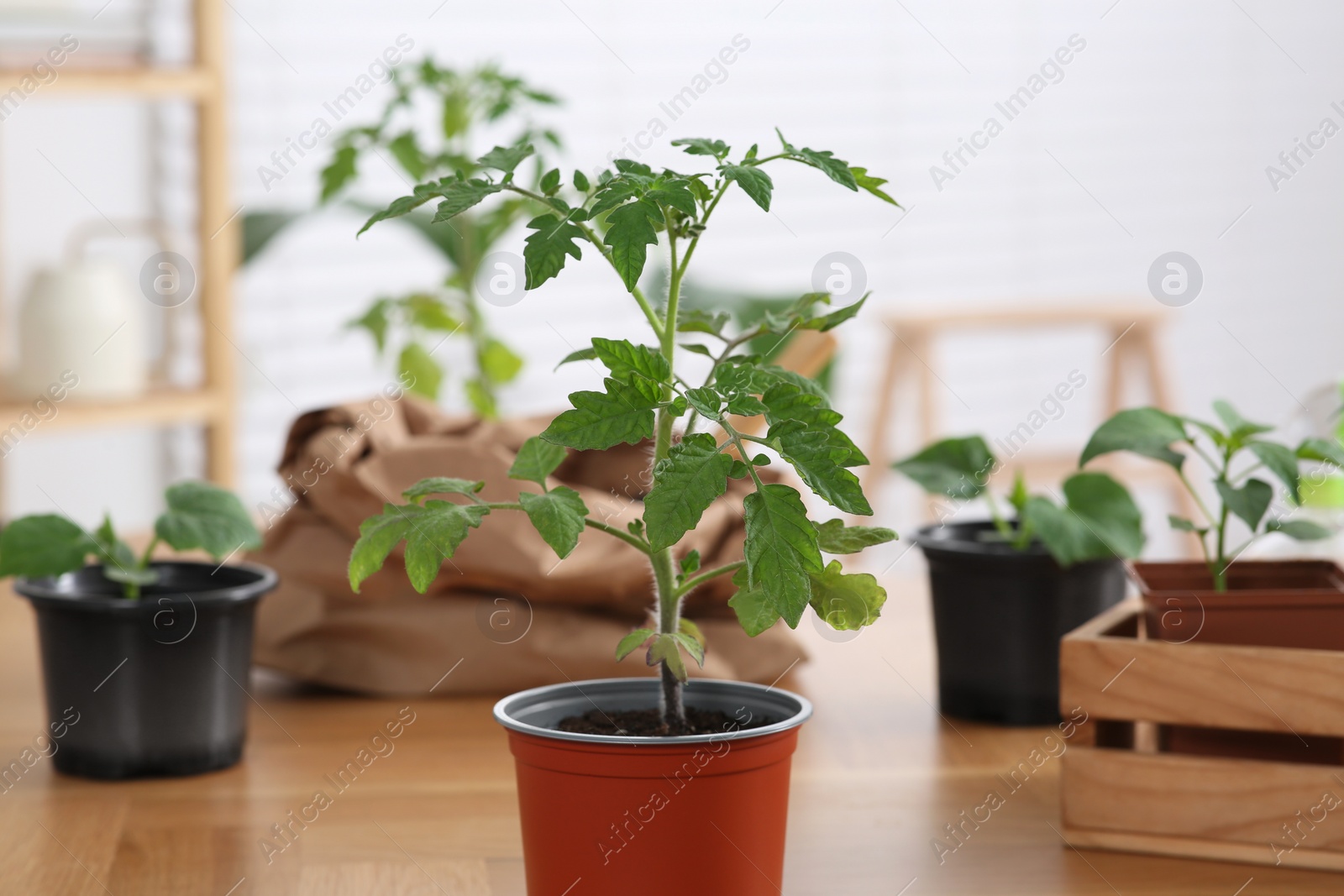 Photo of Seedling growing in pot with soil on wooden table indoors