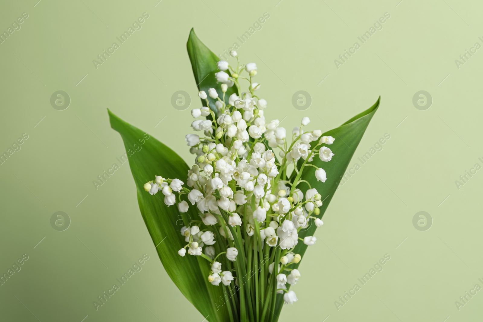 Photo of Beautiful lily of the valley flowers with leaves on light green background