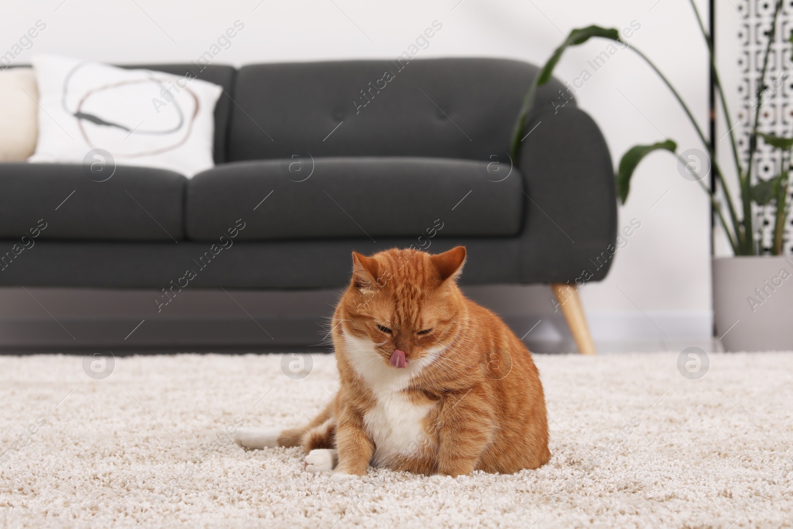 Photo of Cute ginger cat on carpet at home