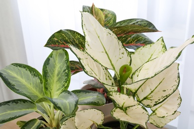 Photo of Exotic houseplants with beautiful leaves on light background, closeup