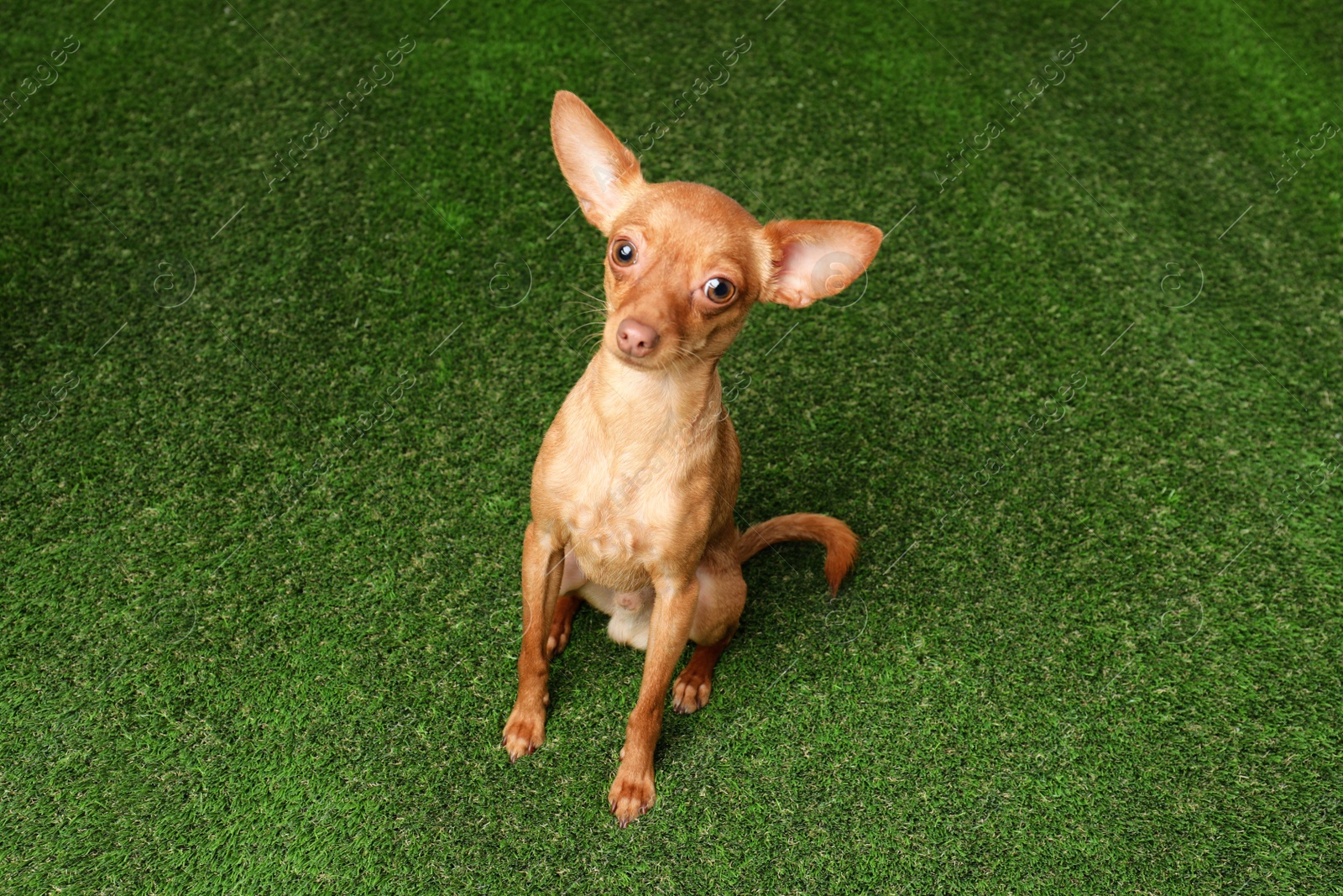 Photo of Cute toy terrier on artificial grass. Domestic dog