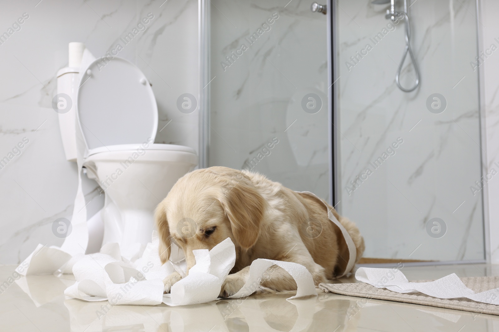 Photo of Cute Golden Labrador Retriever playing with toilet paper in bathroom