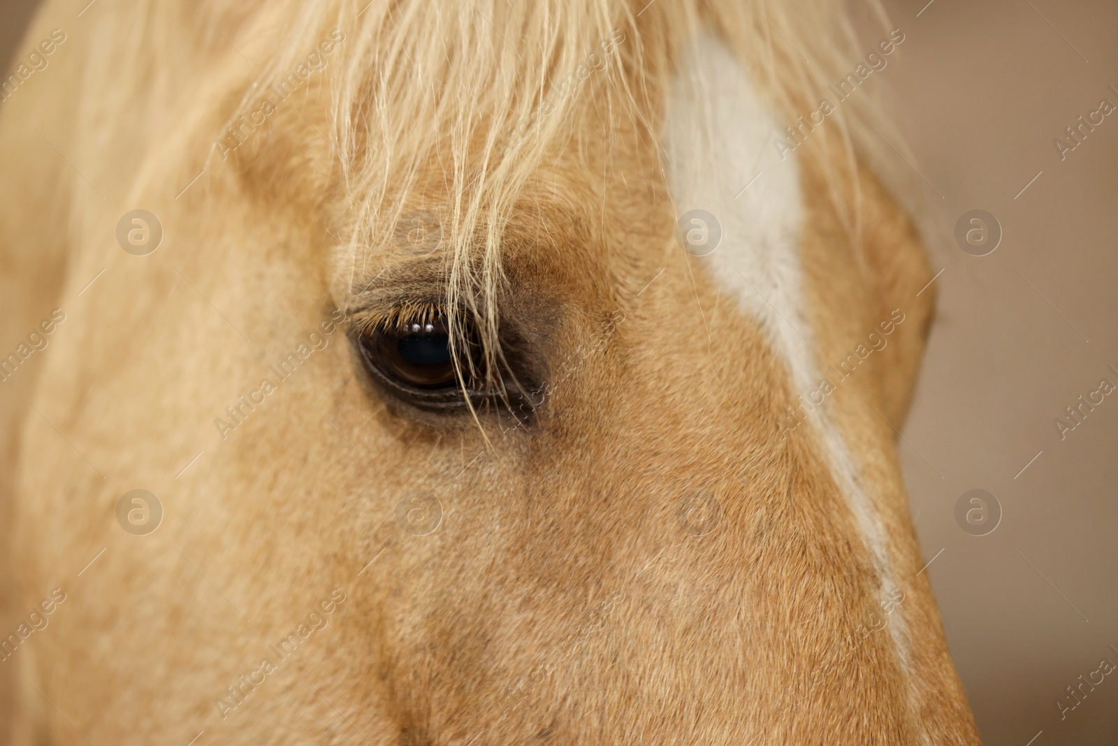 Photo of Adorable horse on blurred background, closeup. Lovely domesticated pet