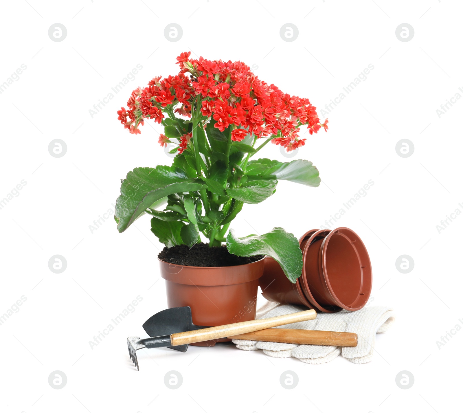 Photo of Plant and gardening tools on white background