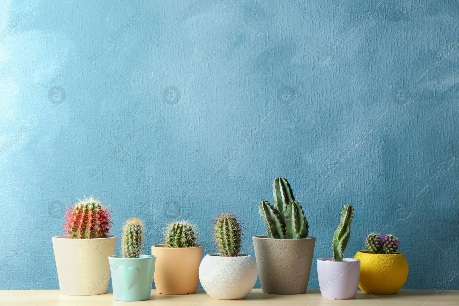 Photo of Different potted cacti on table near color background, space for text. Interior decor