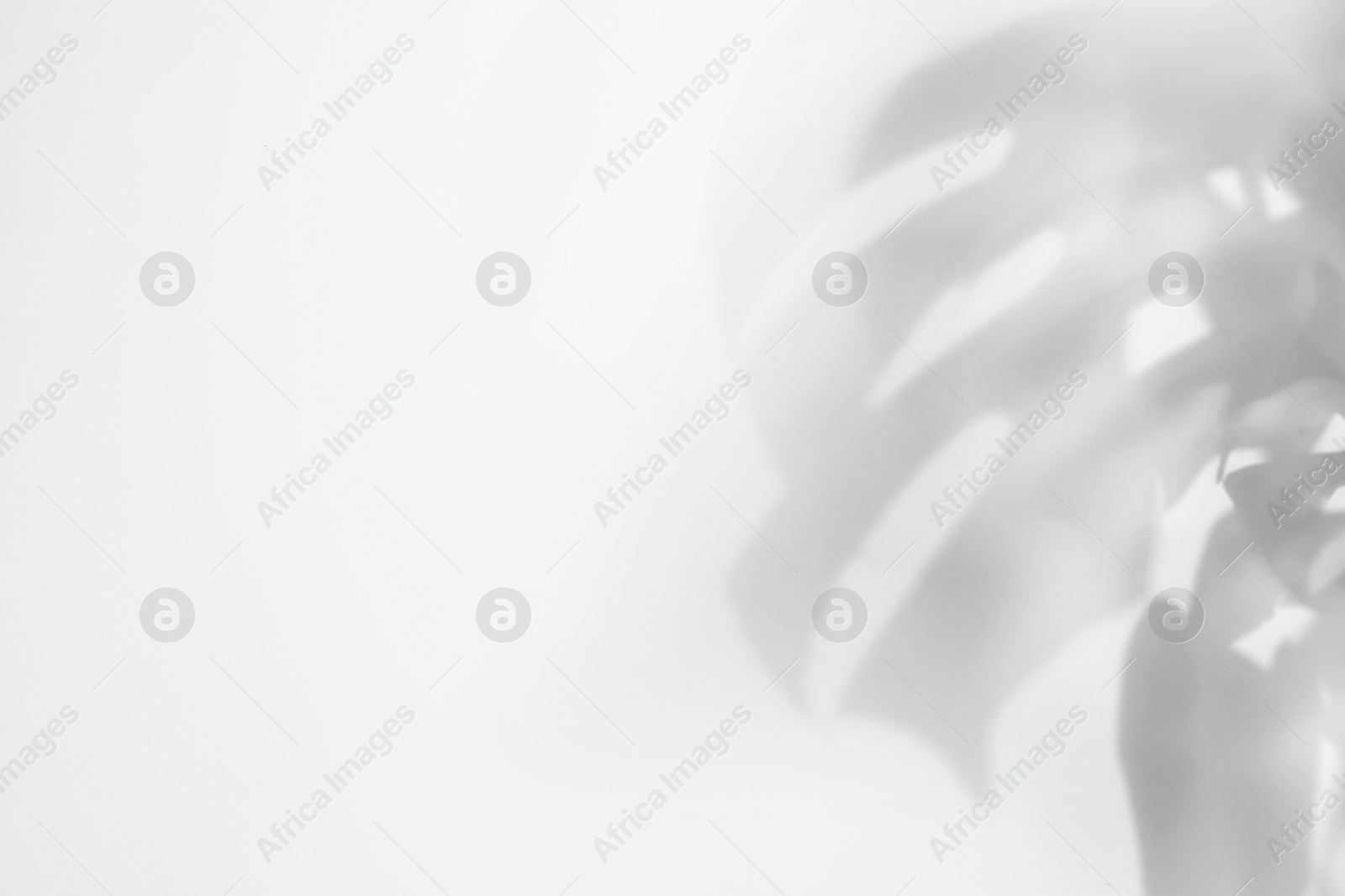 Shadow of monstera plant leaves on light background, space for text Photo of Shadow of monstera plant leaves on light background, space for text