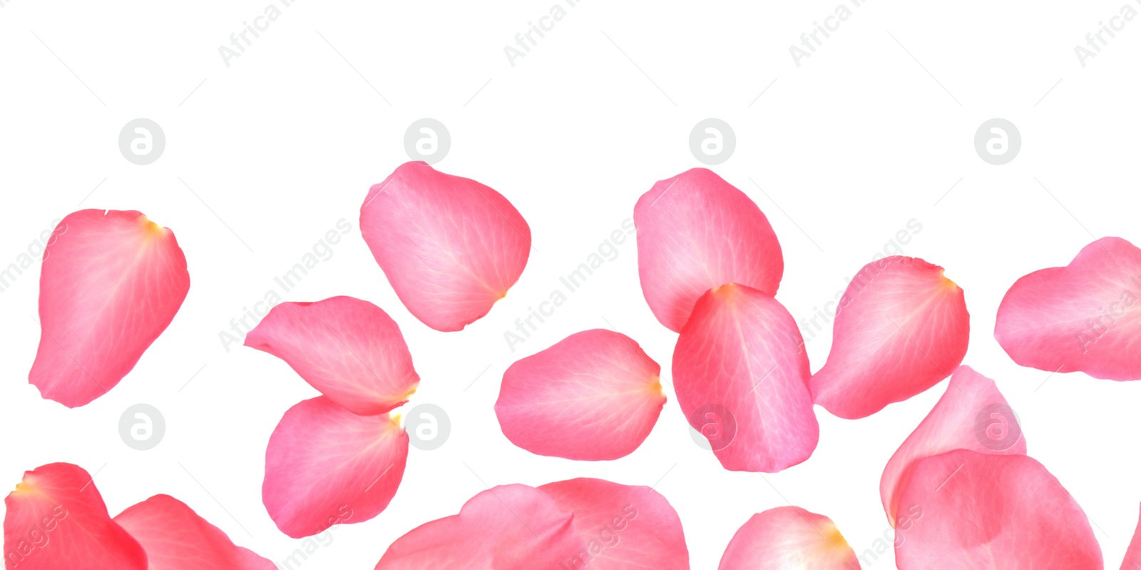 Photo of Fresh pink rose petals on white background, top view