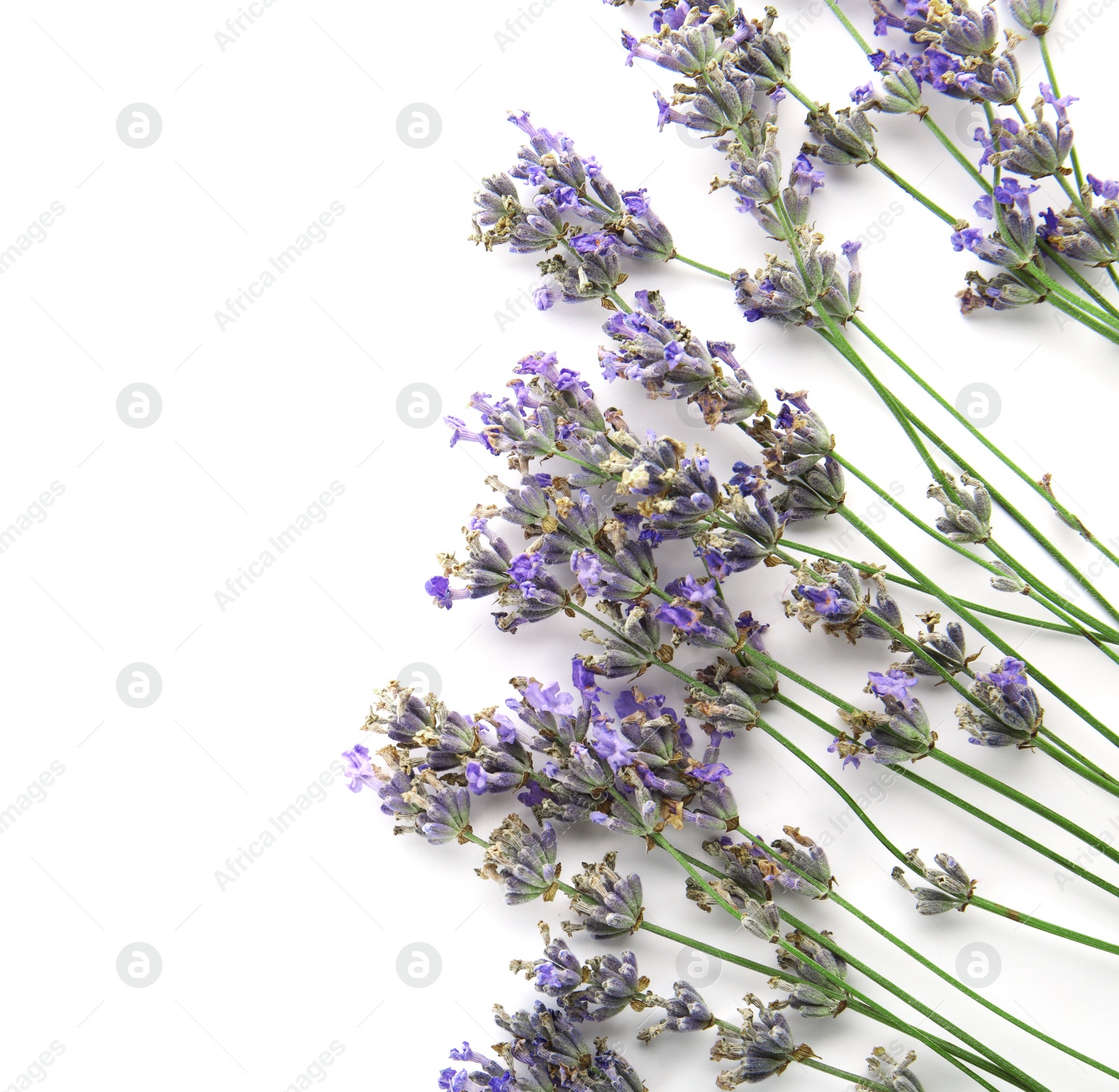 Photo of Beautiful blooming lavender flowers on white background