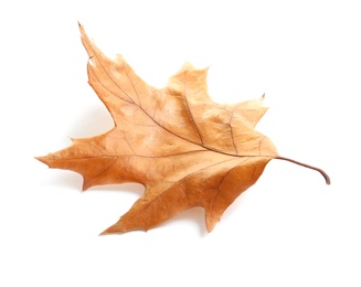 Photo of Beautiful autumn leaf on white background. Fall foliage