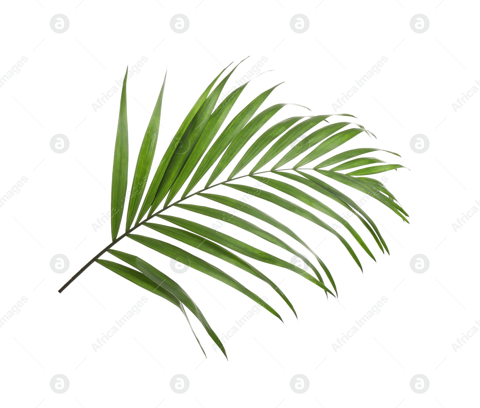 Photo of Fresh green tropical leaf isolated on white