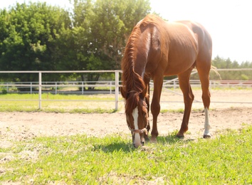 Photo of Chestnut horse in paddock on sunny day. Beautiful pet