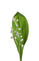 Beautiful lily of the valley flowers with green leaf on white background