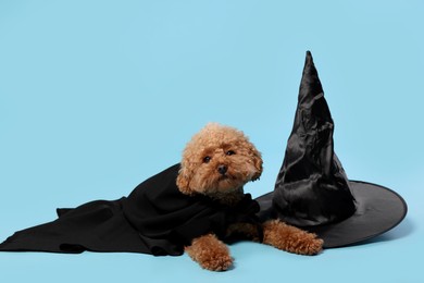 Cute Maltipoo dog with hat dressed in witch for Halloween celebration against light blue background