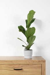 Potted ficus on wooden chest of drawers near white wall, space for text. Beautiful houseplant
