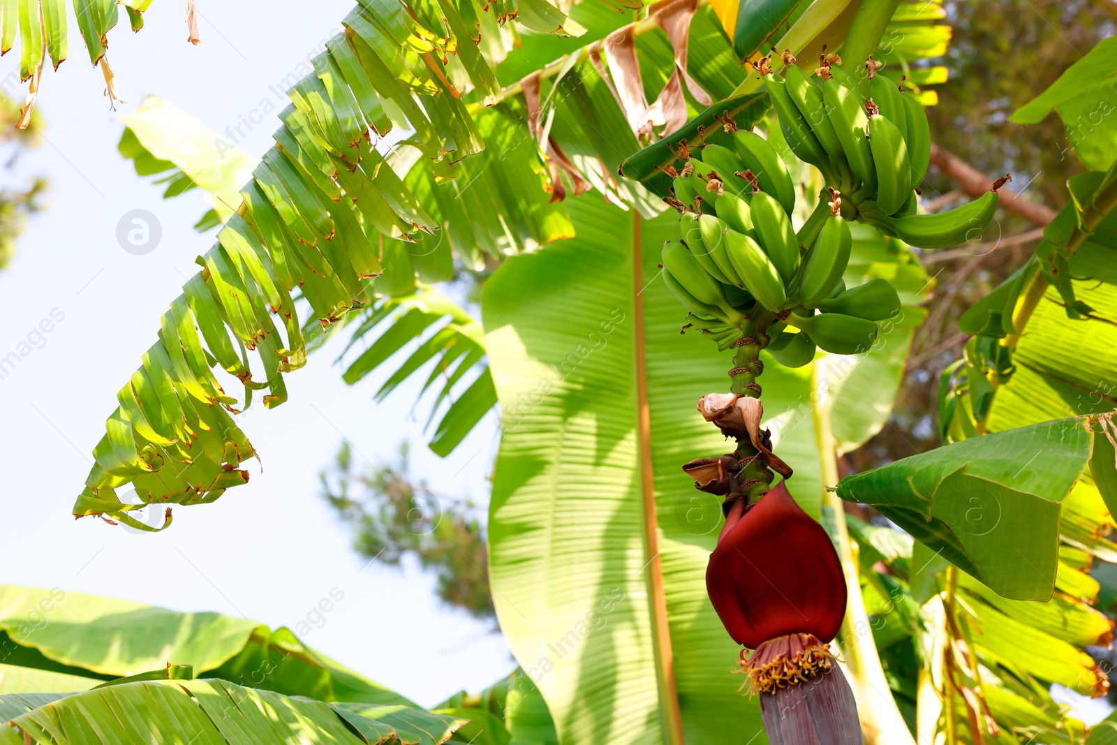 Photo of Tropical plant with green leaves and ripening bananas outdoors