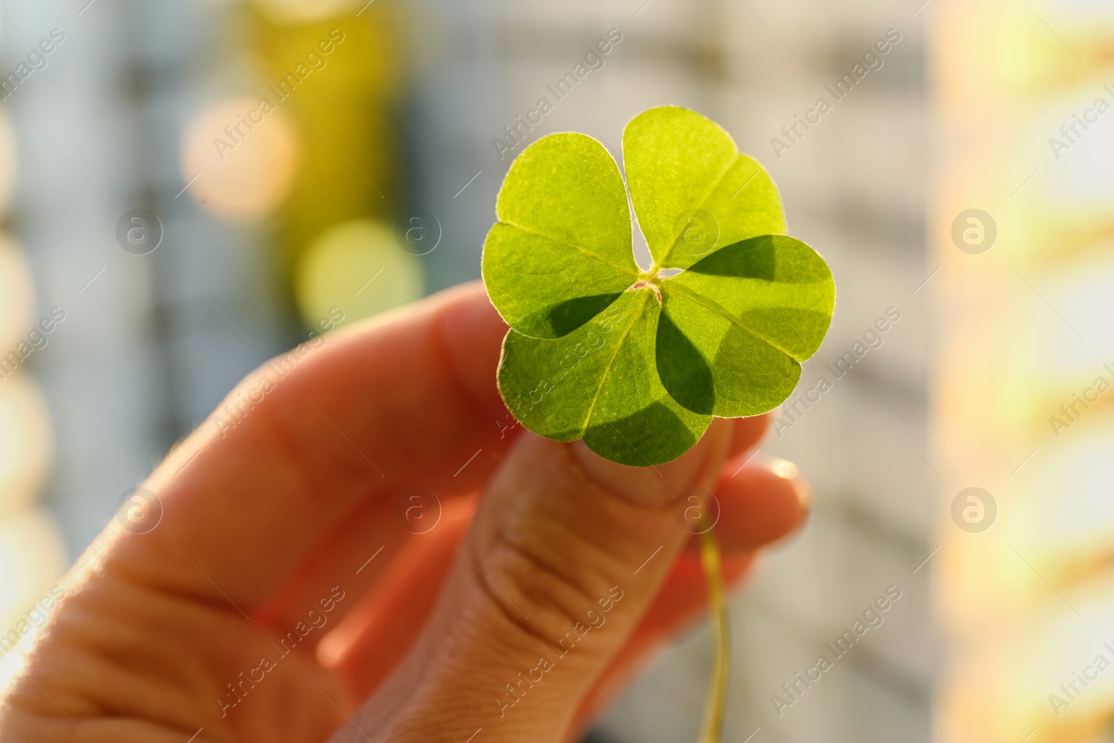 Photo of Woman holding green clover leaf against blurred background, closeup