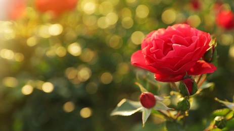 Photo of Green bush with beautiful roses in blooming garden on sunny day