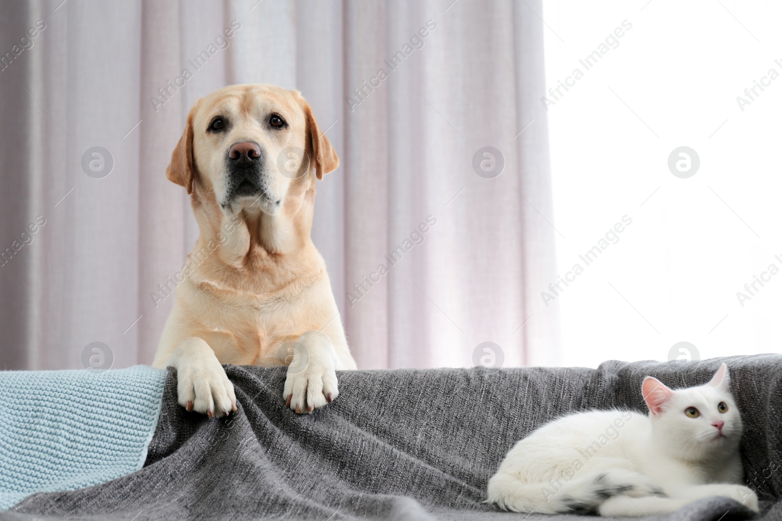 Photo of Adorable dog looking into camera and cat together at home. Friends forever