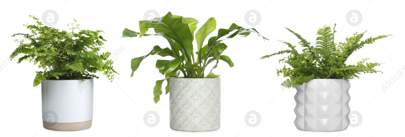 Image of Set with beautiful ferns in pots on white background. Banner design