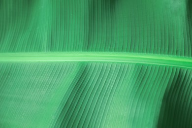 Closeup view of fresh green banana leaf as background