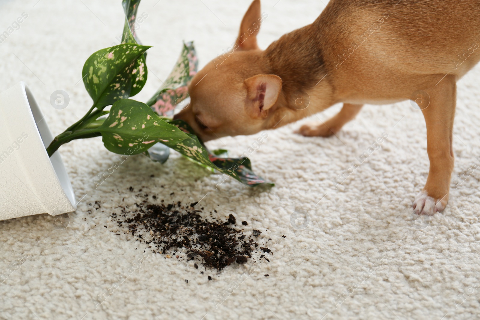 Photo of Adorable Chihuahua dog near overturned houseplant on carpet indoors