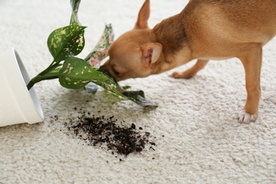 Photo of Adorable Chihuahua dog near overturned houseplant on carpet indoors