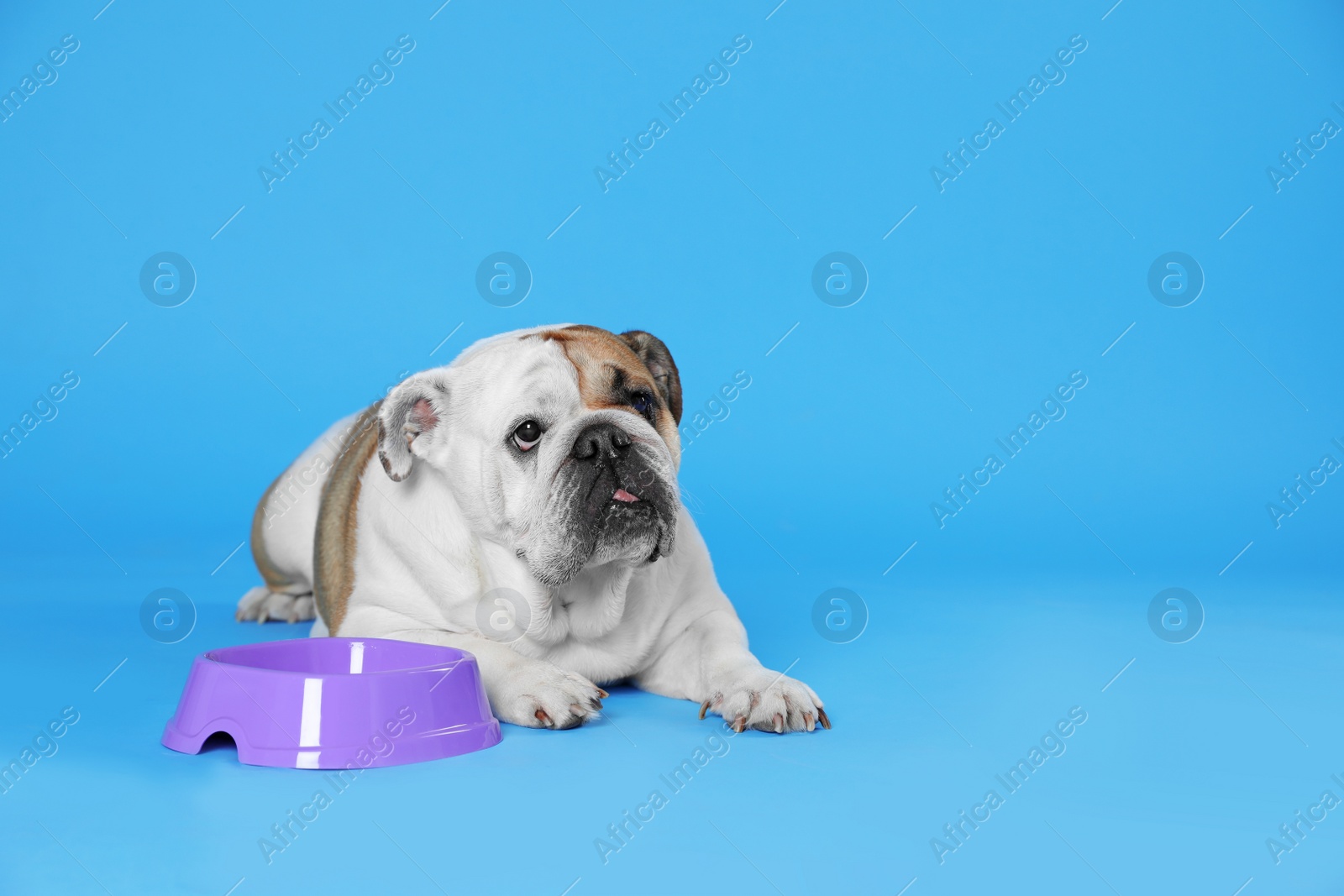 Photo of Adorable funny English bulldog with feeding bowl on light blue background, space for text