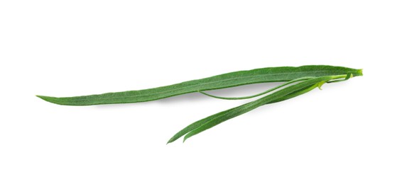 Photo of One sprig of fresh tarragon on white background