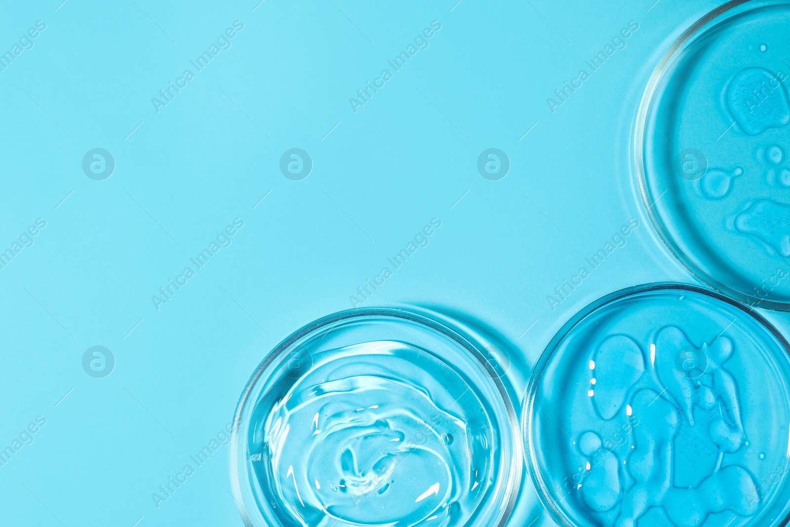 Photo of Petri dishes with liquids on light blue background, flat lay. Space for text