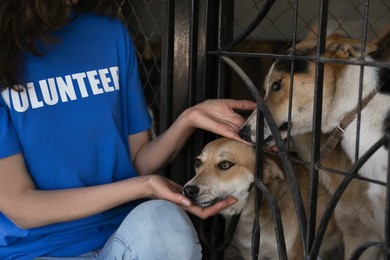 Volunteer near dog cage in animal shelter, closeup