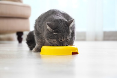Photo of Cute gray tabby cat eating from bowl indoors. Lovely pet