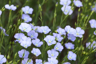 Closeup view of beautiful blooming flax field