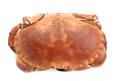 Photo of One delicious boiled crab isolated on white, top view