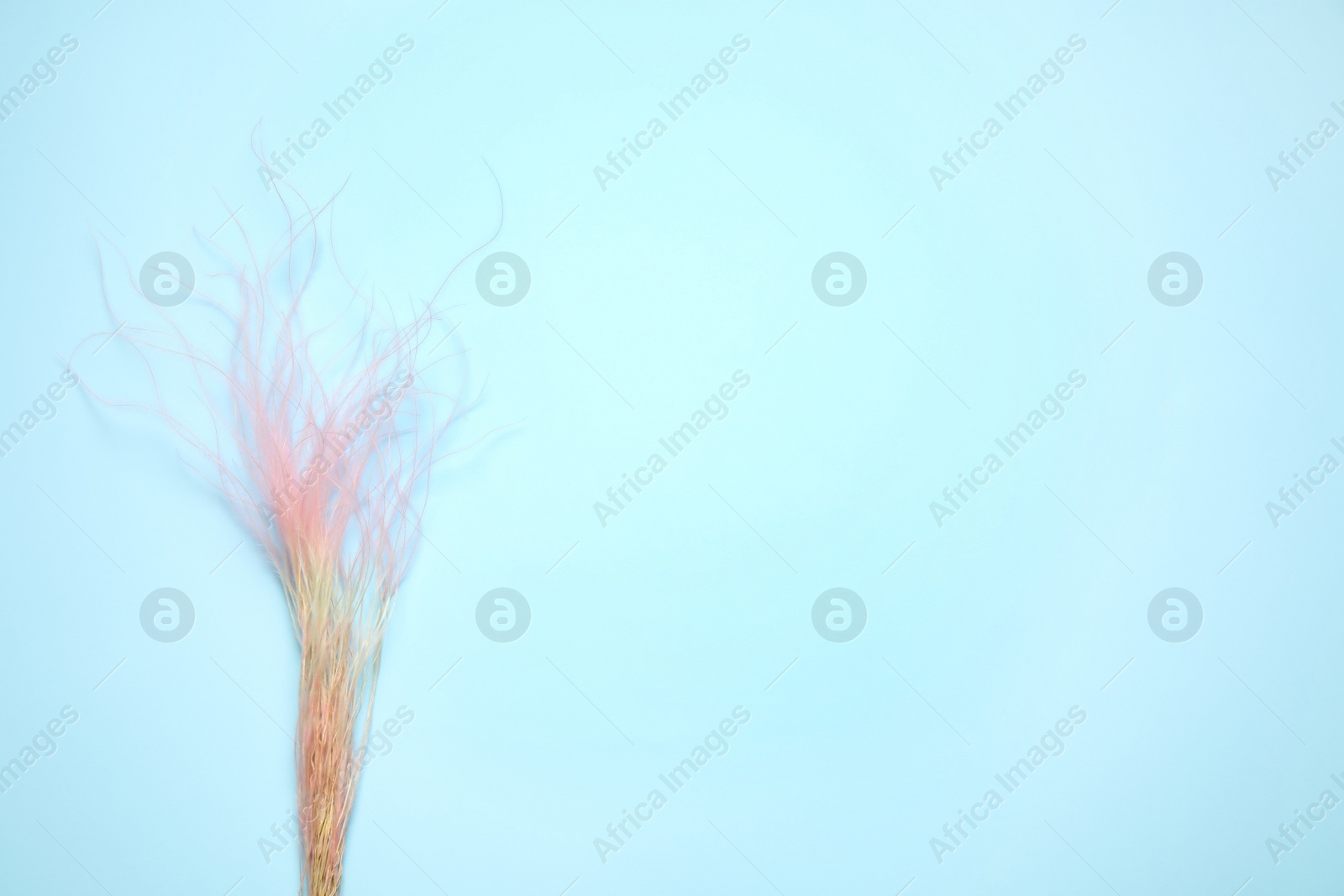 Photo of Dried flowers on light blue background, flat lay. Space for text