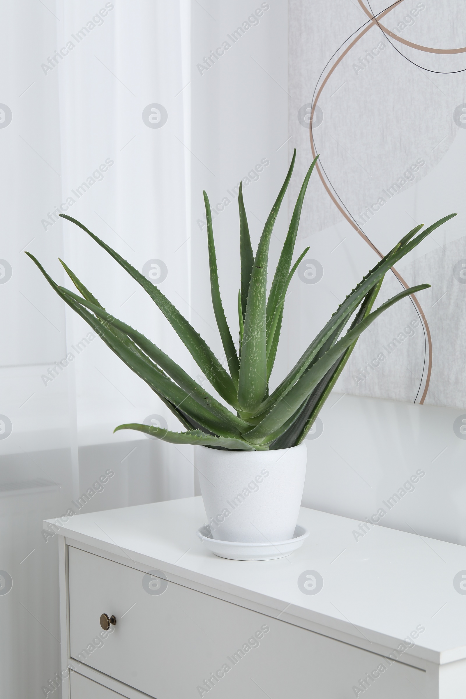 Photo of Green aloe vera in pot on chest of drawers indoors