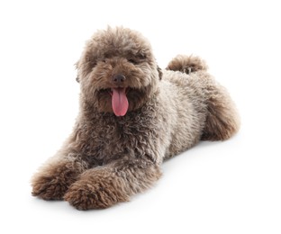 Cute Toy Poodle dog on white background