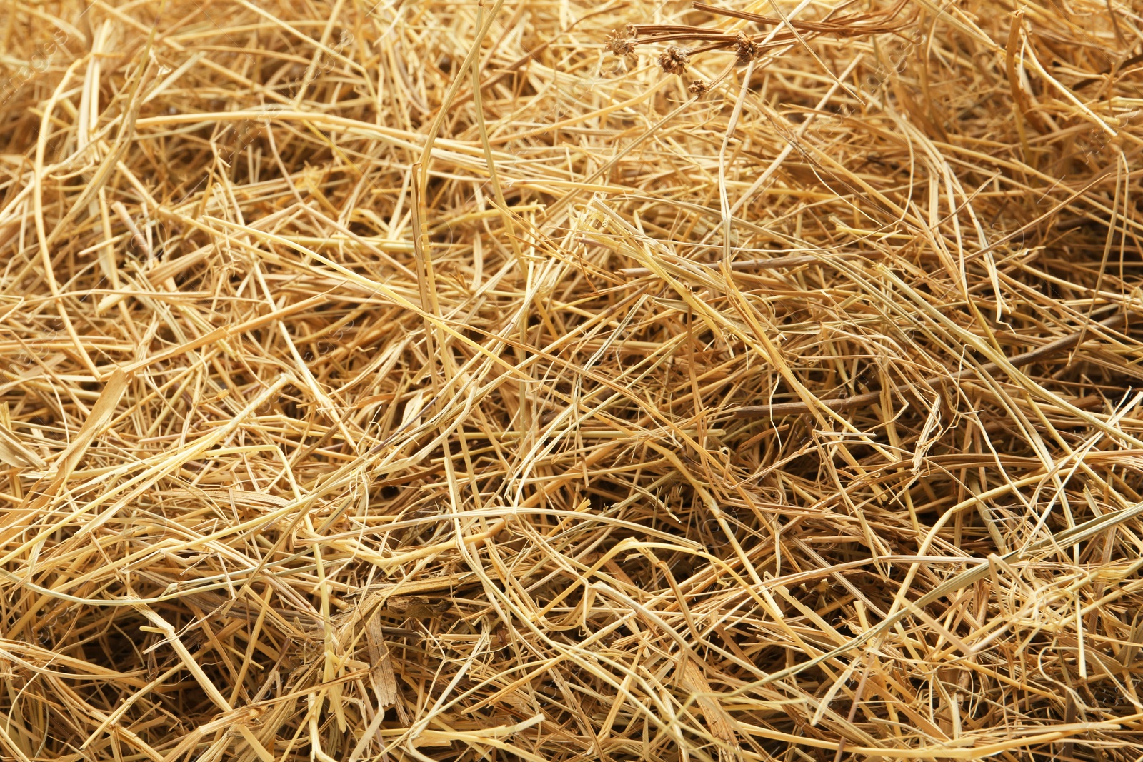 Photo of Dried grass hay as background, closeup view