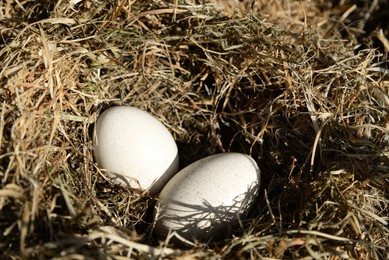 Closeup view of nest with turkey eggs