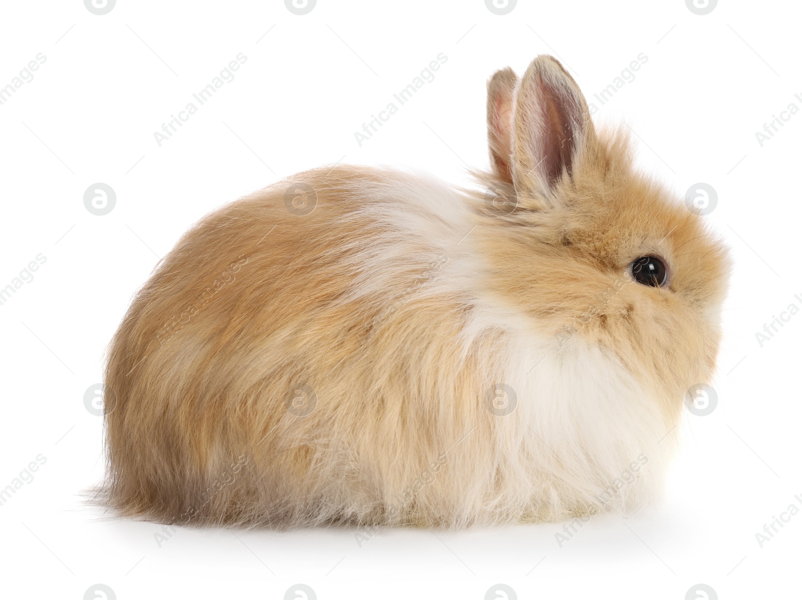 Photo of Cute fluffy pet rabbit isolated on white