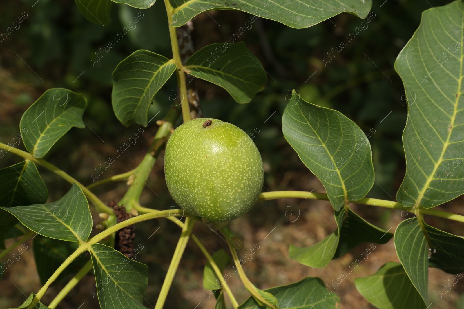 Photo of Green unripe walnut on tree branch outdoors, closeup