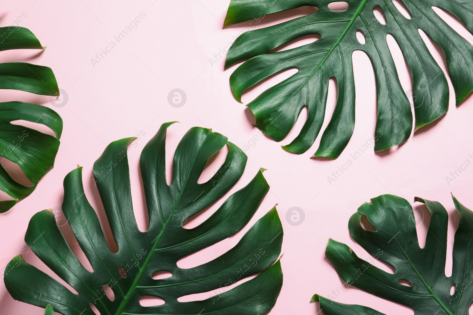 Photo of Green fresh monstera leaves on color background, flat lay. Tropical plant