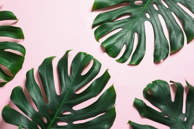 Photo of Green fresh monstera leaves on color background, flat lay. Tropical plant
