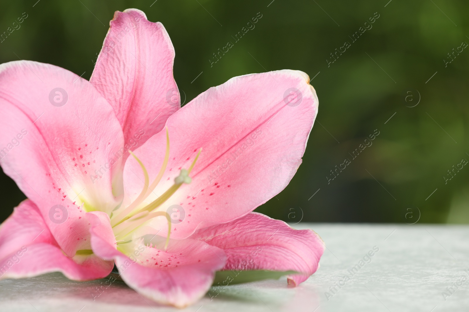 Photo of Beautiful pink lily flower on white table against blurred green background, closeup