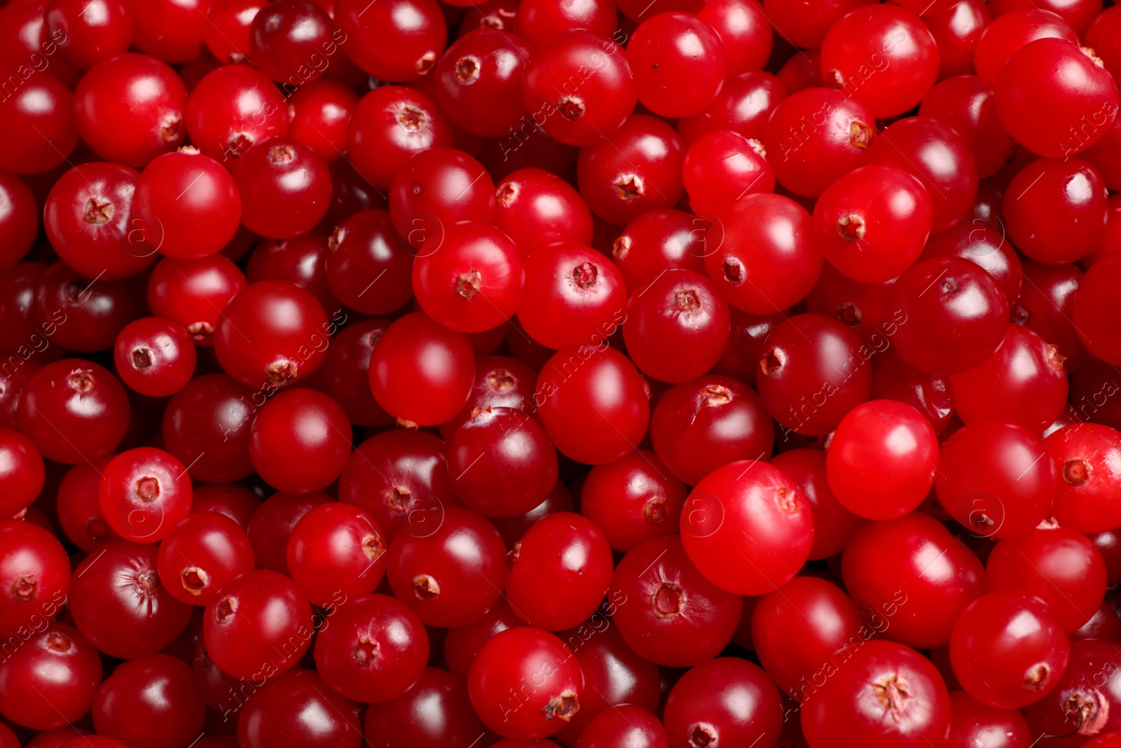 Photo of Fresh ripe cranberries as background, closeup view