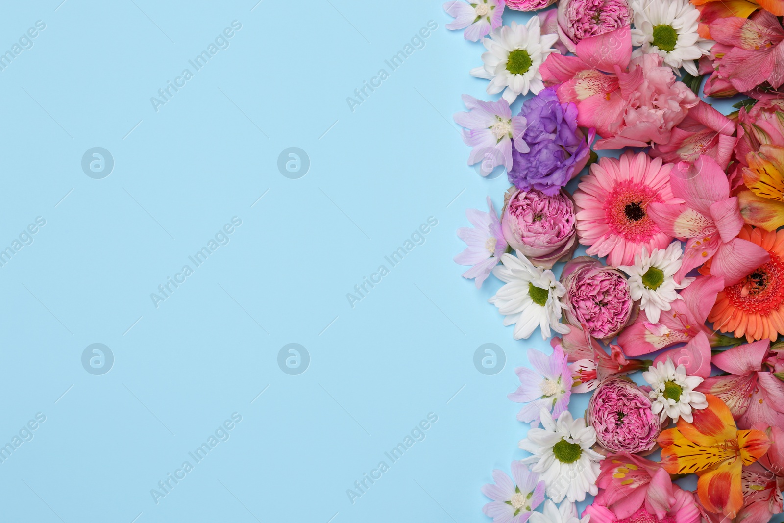 Photo of Flat lay composition with different beautiful flowers on light blue background, space for text