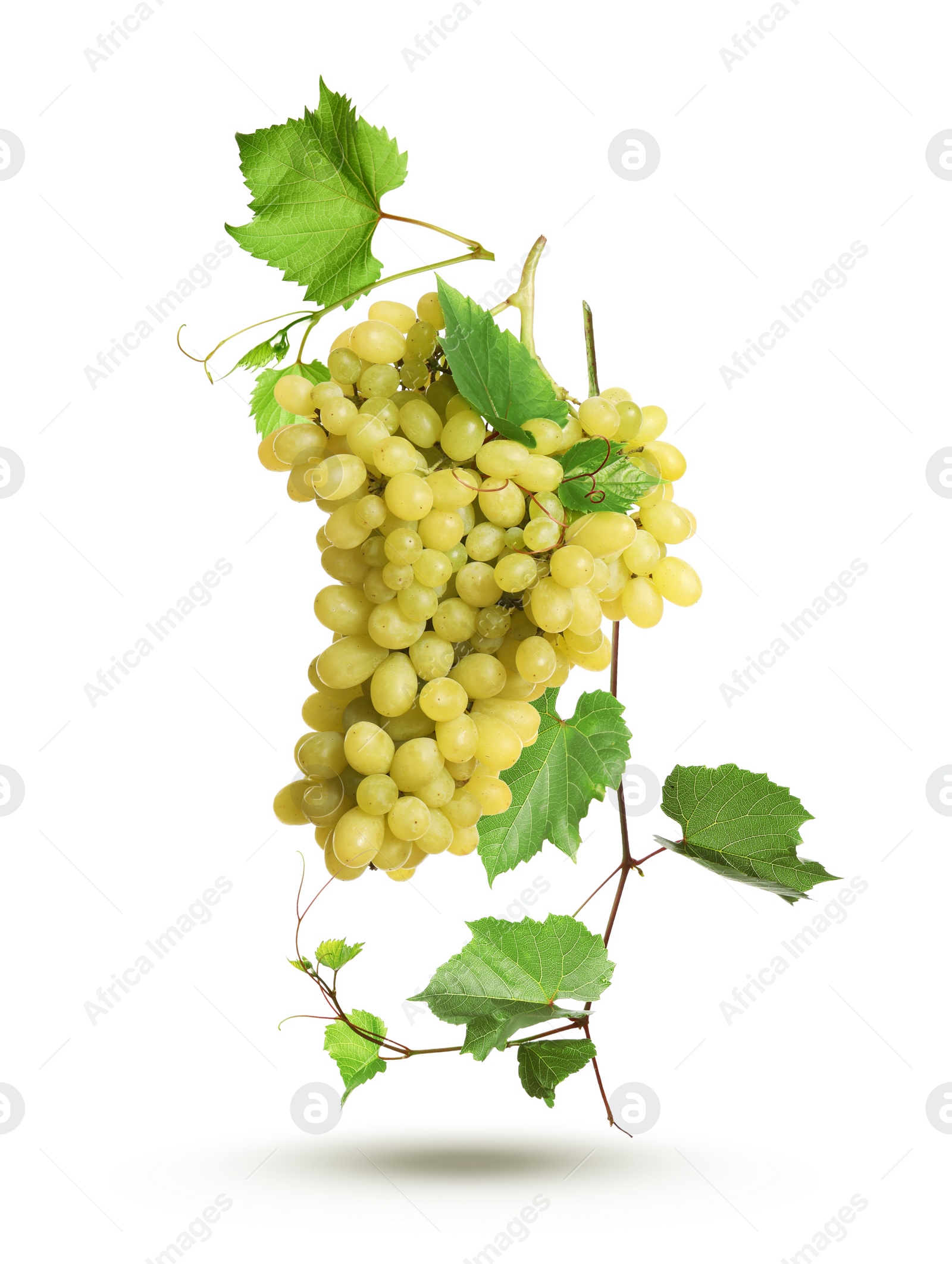 Image of Fresh ripe grape cluster with green leaves falling on white background