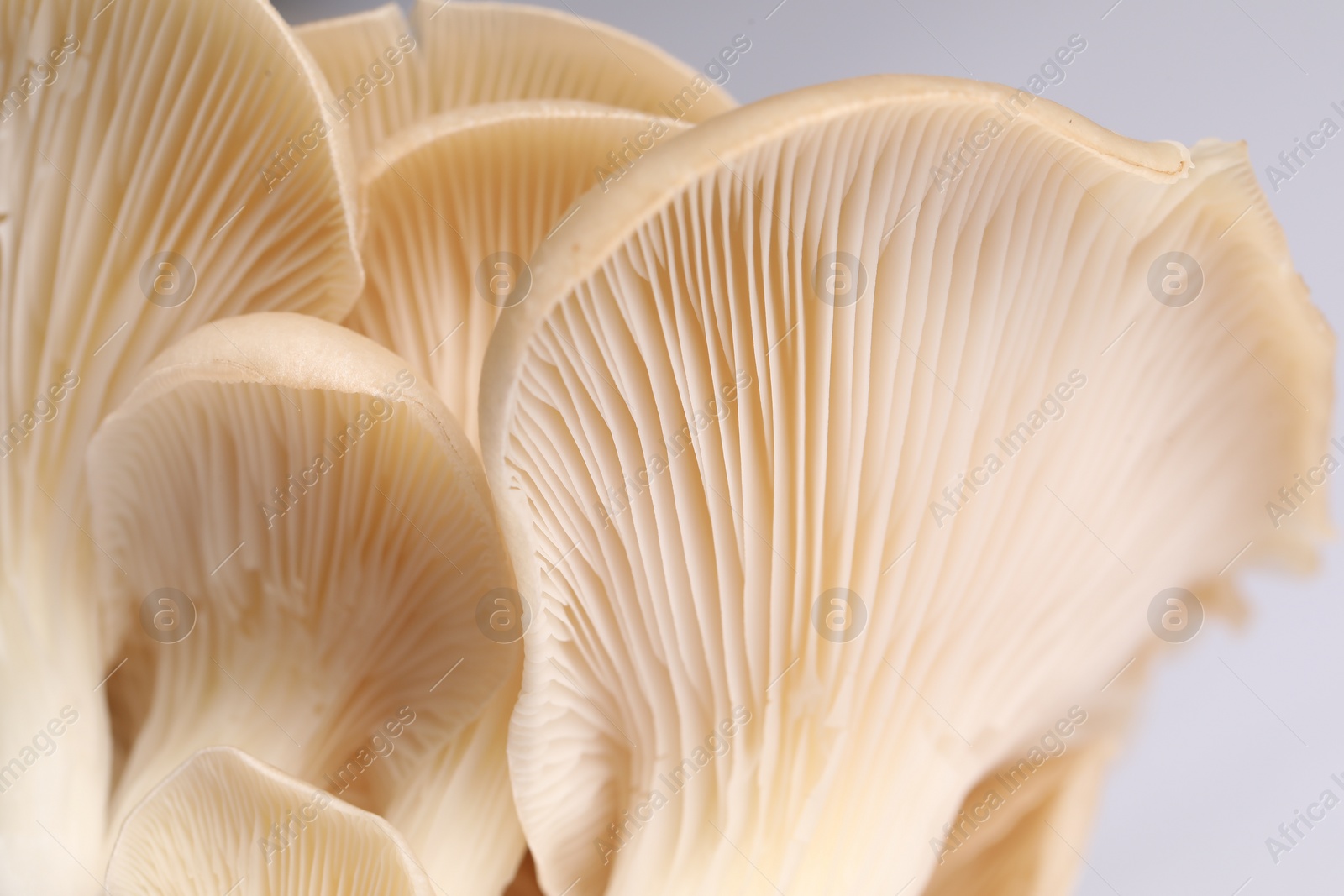 Photo of Fresh oyster mushrooms on white background, macro view