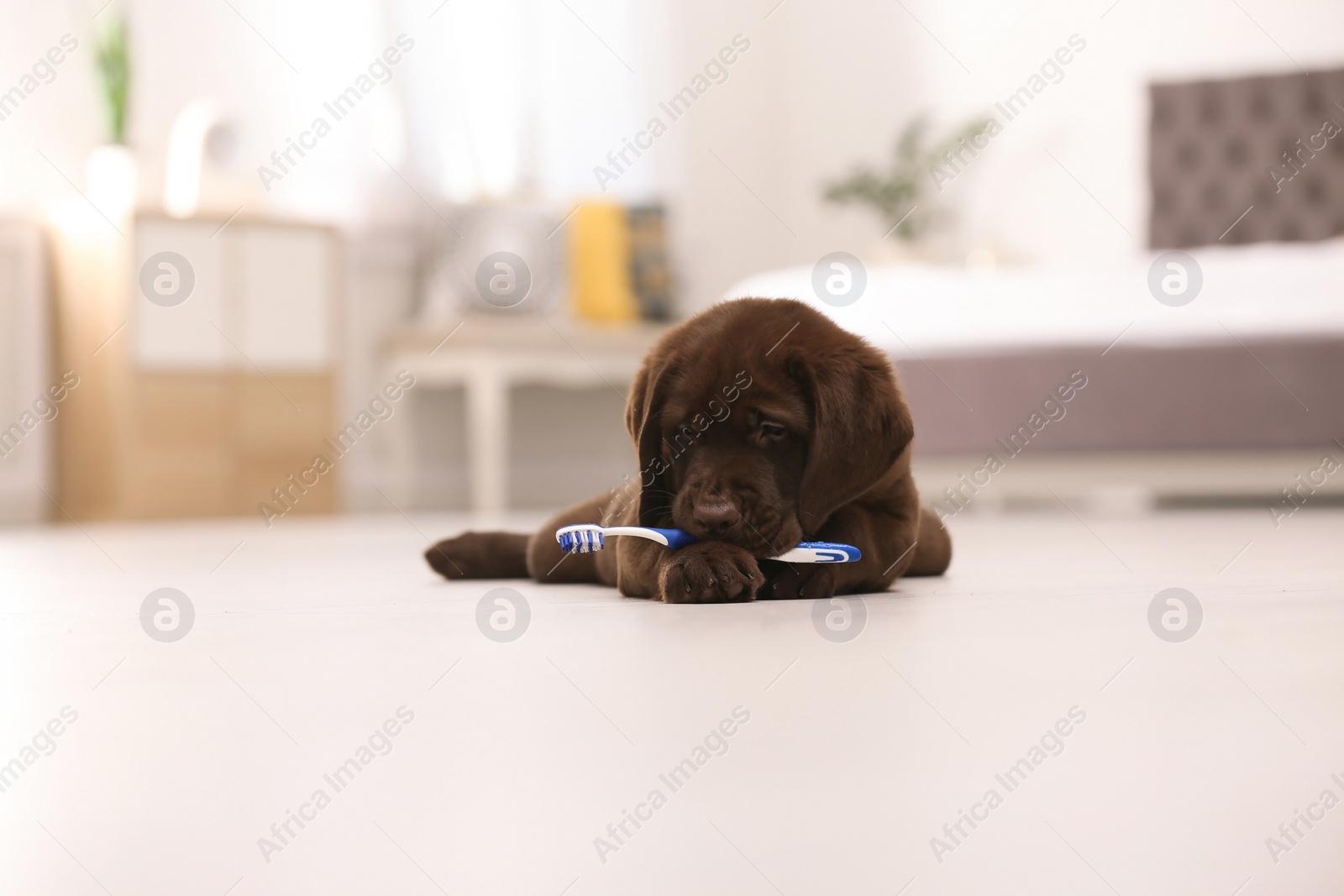 Photo of Adorable chocolate labrador retriever with toothbrush on floor indoors